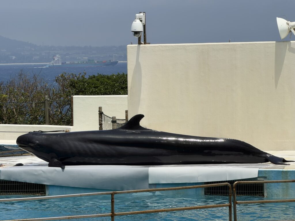プールの足場で休む、ずんぐりとした体つきの小さなクジラの仲間