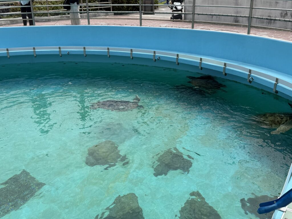 ウミガメ館の水槽を上から見下ろした様子、複数のウミガメが泳いでいる