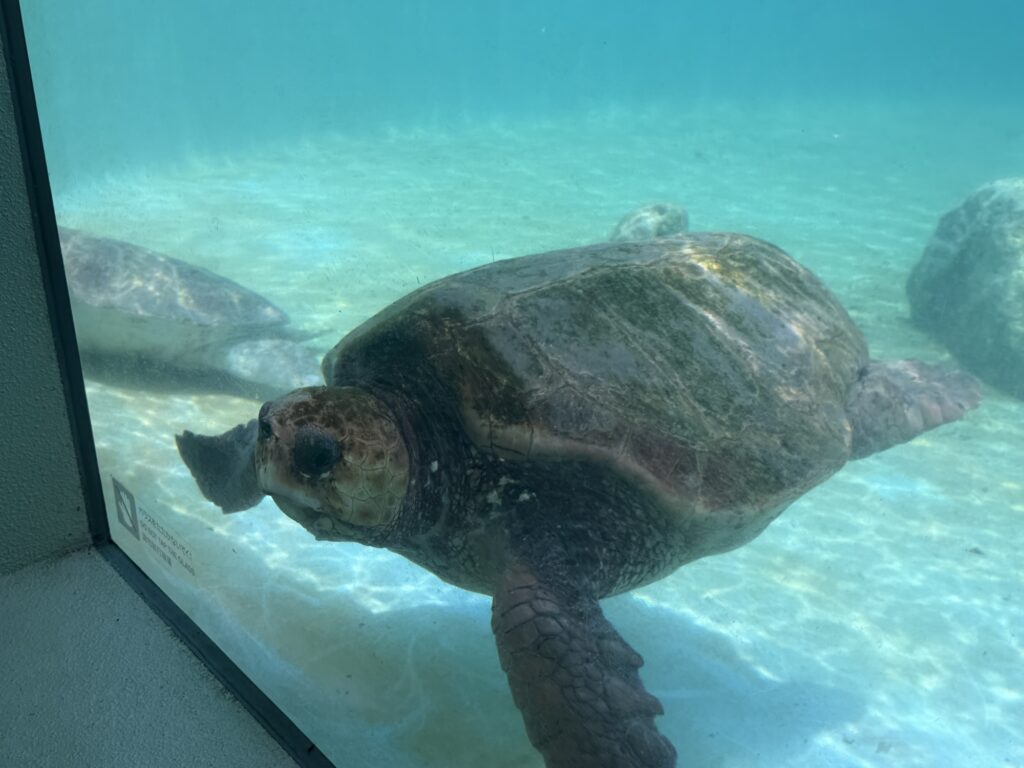 水中からのぞく大きなウミガメのクローズアップ、甲羅の質感がよく分かる