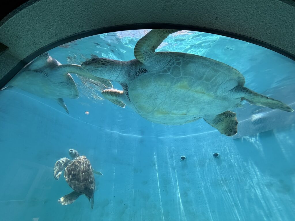 水中トンネルのような観覧窓から見える2頭のウミガメ