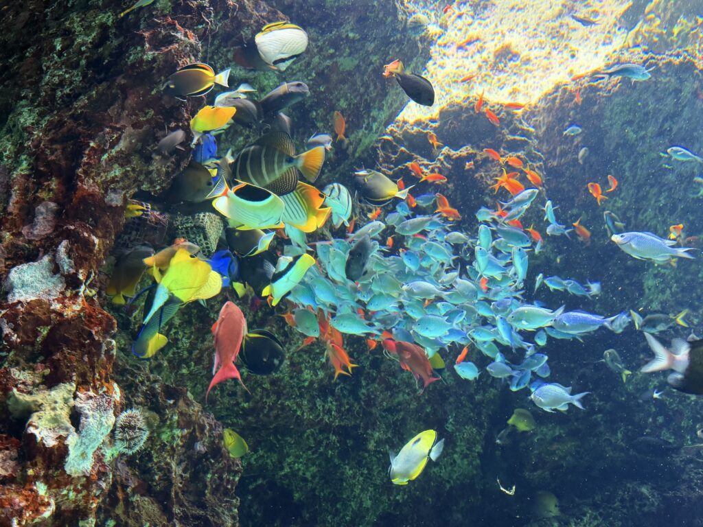 サンゴの間を泳ぐ色鮮やかな熱帯魚の群れ