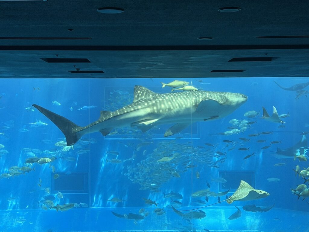 黒潮の海でナンヨウマンタと並んで泳ぐジンベエザメの姿