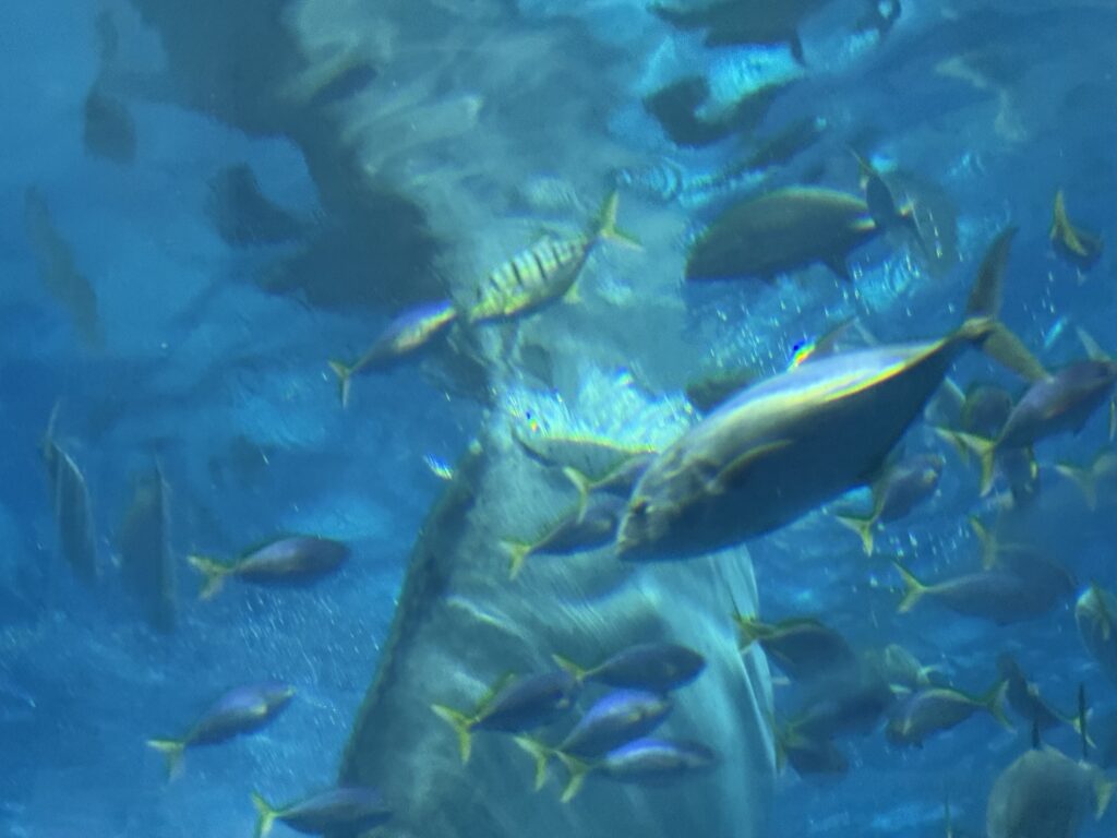 ジンベエザメの給餌時間、口の周りに群がる魚たちのクローズアップ
