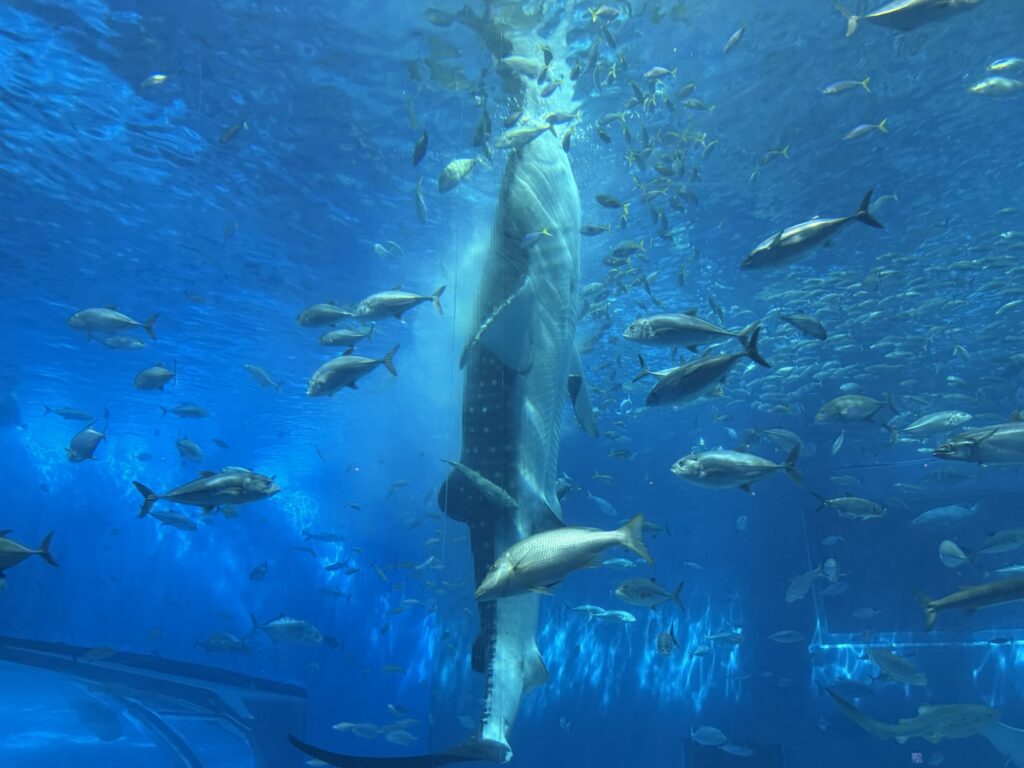 給餌の時間に水面近くで垂直になるジンベエザメ、周りに群がる魚たち